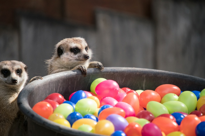  © Zoologischer Garten Schwerin gGmbH