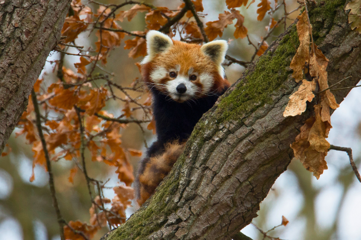Roter Panda im Herbst © Zoo Schwerin