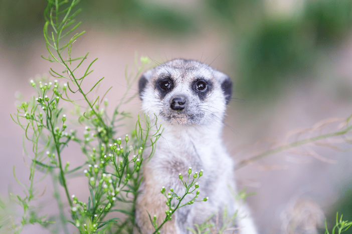 Die Erdmännchen sind in der Nachmittagszeit aktiv und genießen die warmen Temperaturen  &copy; Zoo Schwerin