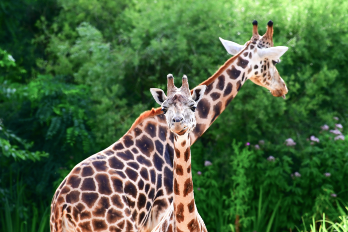 Derzeit leben im Zoo Schwerin fünf Nubische Giraffen  &copy; Zoo Schwerin /A. Porath