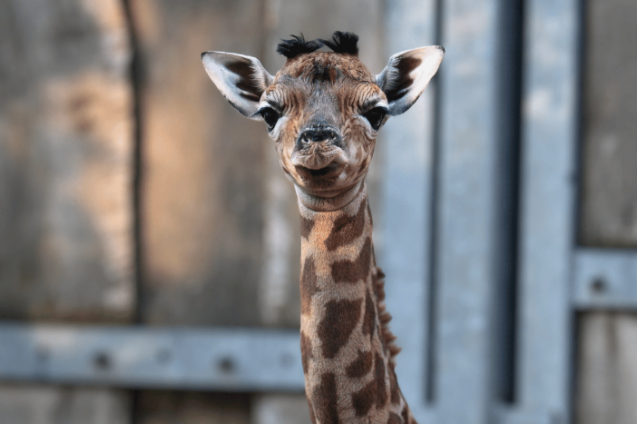 Im Zoo Schwerin wurde am Dienstag ein Giraffenkalb geboren. &copy; Zoo Schwerin