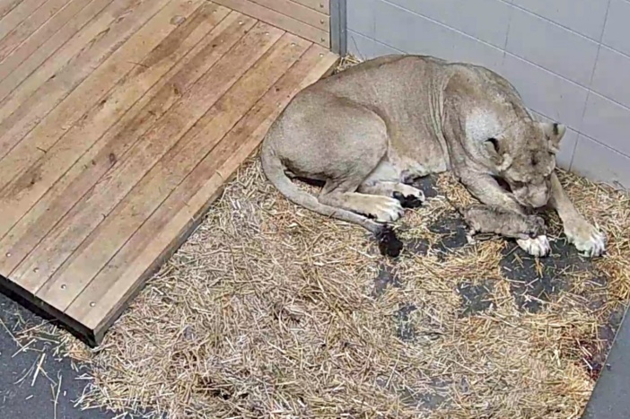 Löwin „Indi“ und ihr jüngster Nachwuchs in der Wurfbox. © Zoo Schwerin