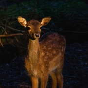 Nachtsafari_Damwild_Quadrat &copy; Zoo Schwerin