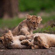 Löwen_Landeszootag 1080 x 1080 px) &copy; Zoo Schwerin