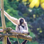 Sommersafari Gibbon (2) © Zoo Schwerin