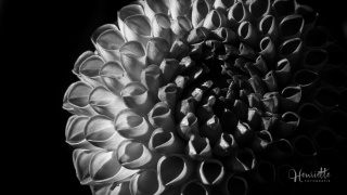 Blume © Henriette Fotogafier