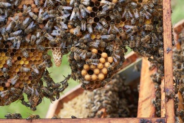 Honigbienen im Freilichtmuseum Schwerin-Mueß © Volker Janke