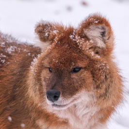 Wintersafari im Zoo Schwerin
